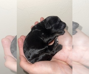 Aussiedoodle Miniature Puppy for sale in JACKSONVILLE, FL, USA