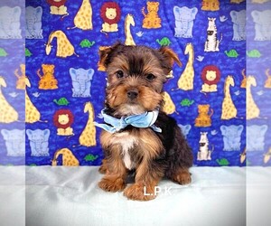 Yorkshire Terrier Puppy for sale in WINNSBORO, LA, USA