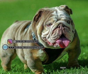 Father of the Bulldog puppies born on 04/06/2022