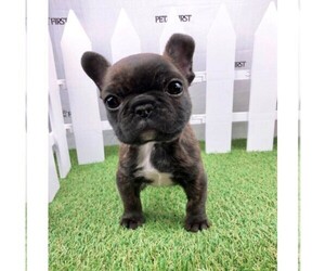 French Bulldog Puppy for sale in DIX HILLS, NY, USA