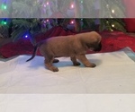 Small Photo #8 Mastiff Puppy For Sale in FULTON, NY, USA