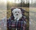 Small Photo #6 Havachon Puppy For Sale in NIANGUA, MO, USA