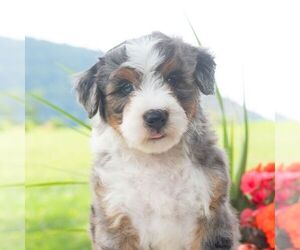 Bernedoodle (Miniature) Puppy for sale in NEWPORT, PA, USA