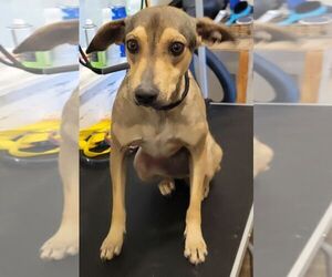 Mutt Dogs for adoption in Carrollton, TX, USA