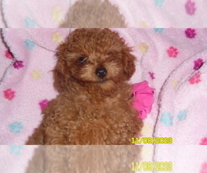Poodle (Toy) Puppy for sale in DULUTH, GA, USA