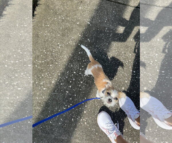 Medium Photo #4 Mutt Puppy For Sale in Valrico, FL, USA