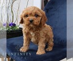 Small #1 Cavapoo