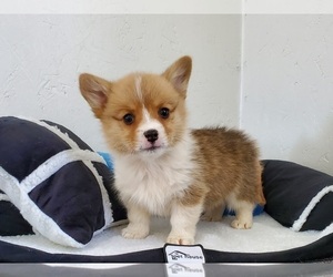 Pembroke Welsh Corgi Puppy for sale in CLARK, MO, USA