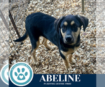 Small #3 Labrador Retriever Mix