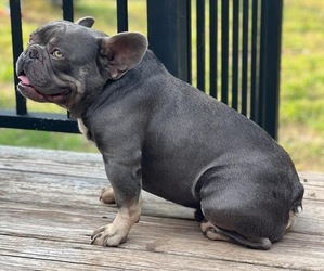 Father of the French Bulldog puppies born on 07/30/2025