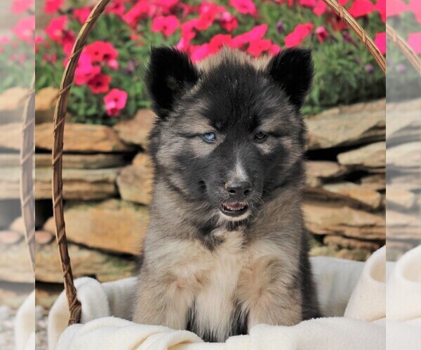 Medium Photo #2 Siberian Husky Puppy For Sale in SPRING GROVE, PA, USA