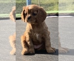 Small Photo #6 Cavalier King Charles Spaniel Puppy For Sale in COULEE DAM, WA, USA
