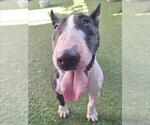Small Bull Terrier Mix
