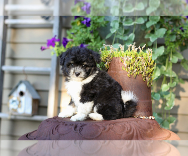 Medium Photo #13 Pom-A-Poo Puppy For Sale in BREMEN, IN, USA
