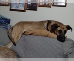 Small #2 German Shepherd Dog-Great Dane Mix