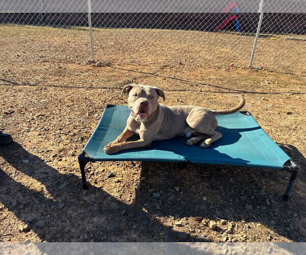 Medium Photo #8 Mastiff-Unknown Mix Puppy For Sale in Bryant, AR, USA