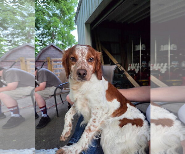 Medium Photo #1 - Mix Puppy For Sale in Curwensville, PA, USA