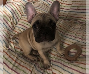 French Bulldog Puppy for Sale in JACKSON, New Jersey USA