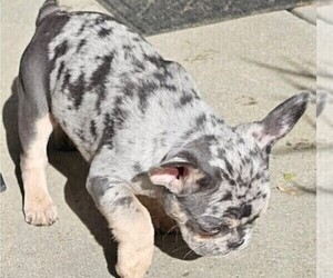 French Bulldog Puppy for sale in CHINO HILLS, CA, USA