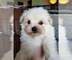 Small Photo #6 Pom-A-Nauze Puppy For Sale in CANBY, OR, USA