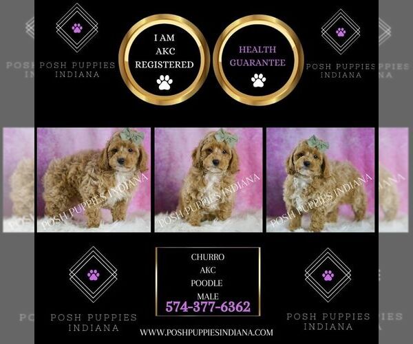 Medium Photo #2 Poodle (Toy) Puppy For Sale in WARSAW, IN, USA