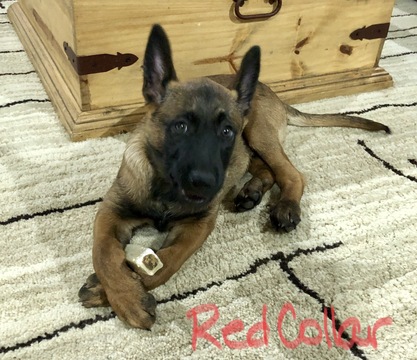 Medium Photo #4 Belgian Malinois Puppy For Sale in LINDALE, TX, USA