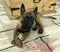 Small Photo #4 Belgian Malinois Puppy For Sale in LINDALE, TX, USA