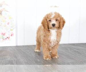 Cocker Spaniel-Poodle (Miniature) Mix Puppy for sale in BEL AIR, MD, USA