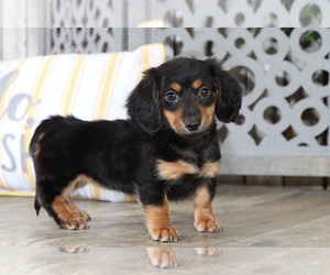 Dachshund Puppy for sale in MOUNT VERNON, OH, USA