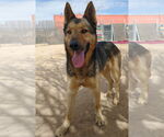 Small #1 German Shepherd Dog