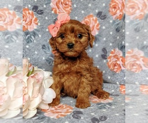 Cavapoo Puppy for sale in QUARRYVILLE, PA, USA