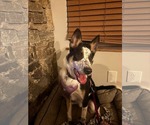 Small #2 Mutt