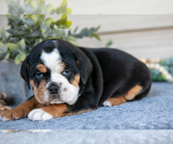 Medium Photo #2 Beabull Puppy For Sale in MILLERSBURG, OH, USA