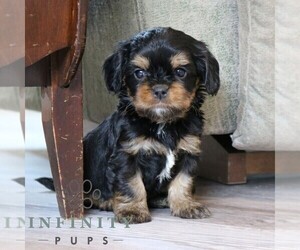 Cavapoo Puppy for sale in NARVON, PA, USA
