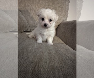 Maltipoo Puppy for sale in HECTOR, AR, USA