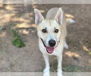 Huskies -Unknown Mix Dogs for adoption in Waco, TX, USA