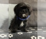 Small Photo #4 Shih-Poo Puppy For Sale in HESPERIA, CA, USA