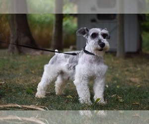 Father of the Schnauzer (Miniature) puppies born on 02/18/2026