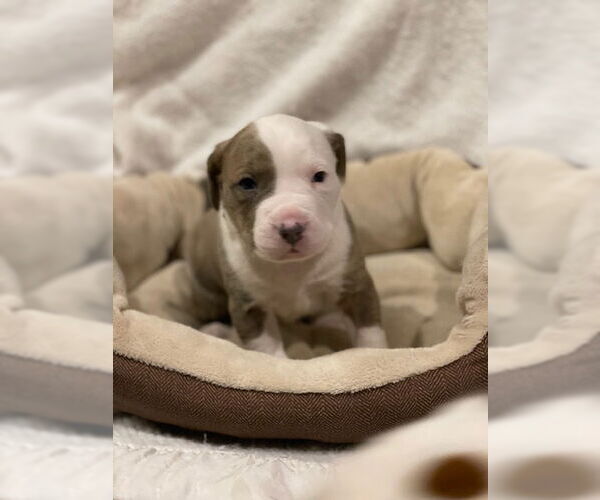Medium Photo #2 American Bulldog Puppy For Sale in Duluth, MN, USA