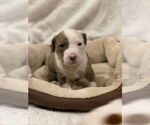 Small #1 American Bulldog