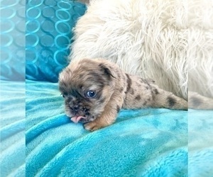 English Bulldog Puppy for sale in HOUSTON, TX, USA