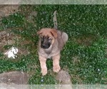Small Photo #4 Malinois Puppy For Sale in ORCHARDS, WA, USA