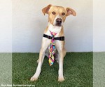 Small #2 Carolina Dog Mix