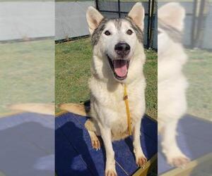 Huskies -Unknown Mix Dogs for adoption in San Antonio, TX, USA