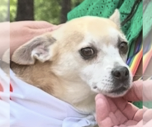 Chihuahua Dogs for adoption in Thomasville, NC, USA
