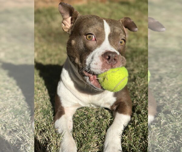 Medium Photo #2 Mutt Puppy For Sale in Greenville, SC, USA