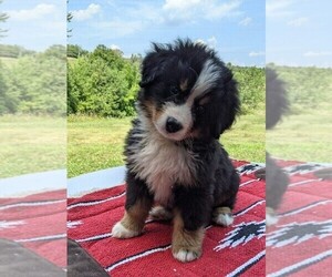 Bernese Mountain Dog Puppy for sale in FREDERICKSBG, OH, USA