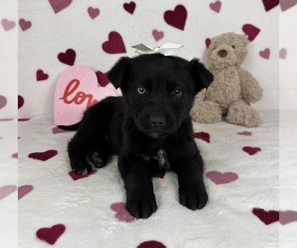 Medium Photo #1 German Shepherd Dog-Miniature American Shepherd Mix Puppy For Sale in FRANKLIN, IN, USA