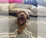 Small #1 Goldendoodle-Labrador Retriever Mix