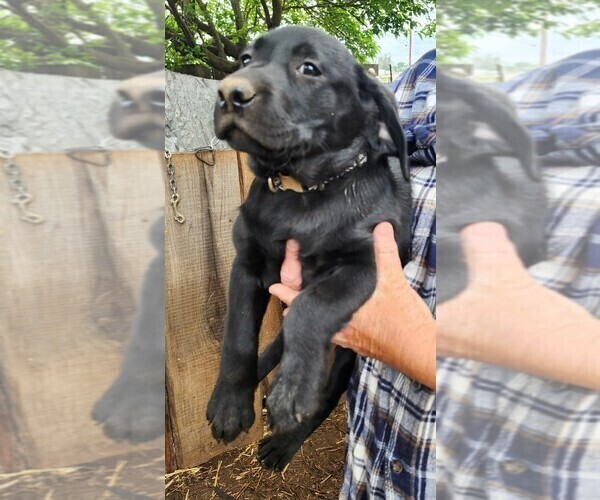 Medium Photo #47 Labrador Retriever Puppy For Sale in IONE, CA, USA